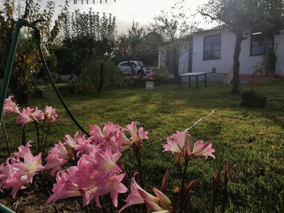 Casa Rural Limon Y Sol Sauzal Ngoại thất bức ảnh