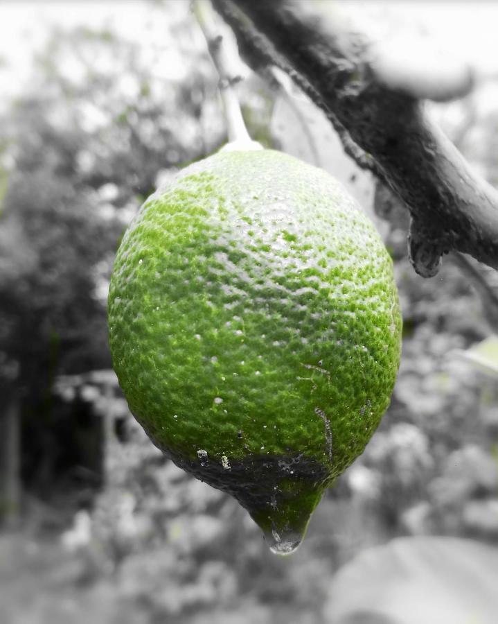Casa Rural Limon Y Sol Sauzal Ngoại thất bức ảnh